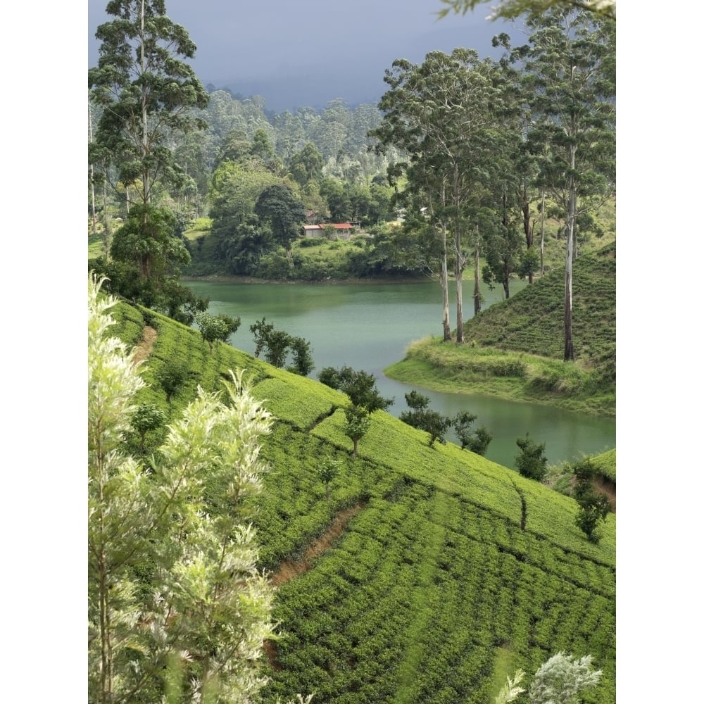 Tea plantation Castlereigh Reservoir in rear Nuwara Eliya Central Province Sri Lanka Poster Print (12 x 16) Image 1