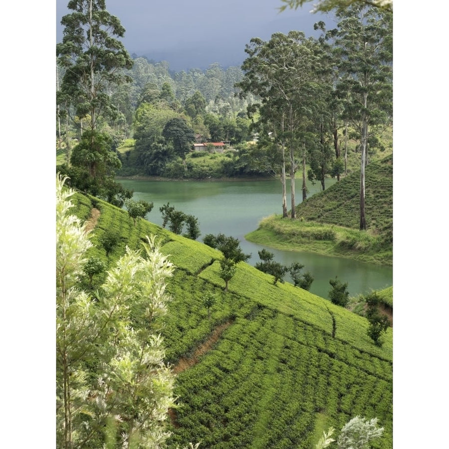 Tea plantation Castlereigh Reservoir in rear Nuwara Eliya Central Province Sri Lanka Poster Print (12 x 16) Image 1