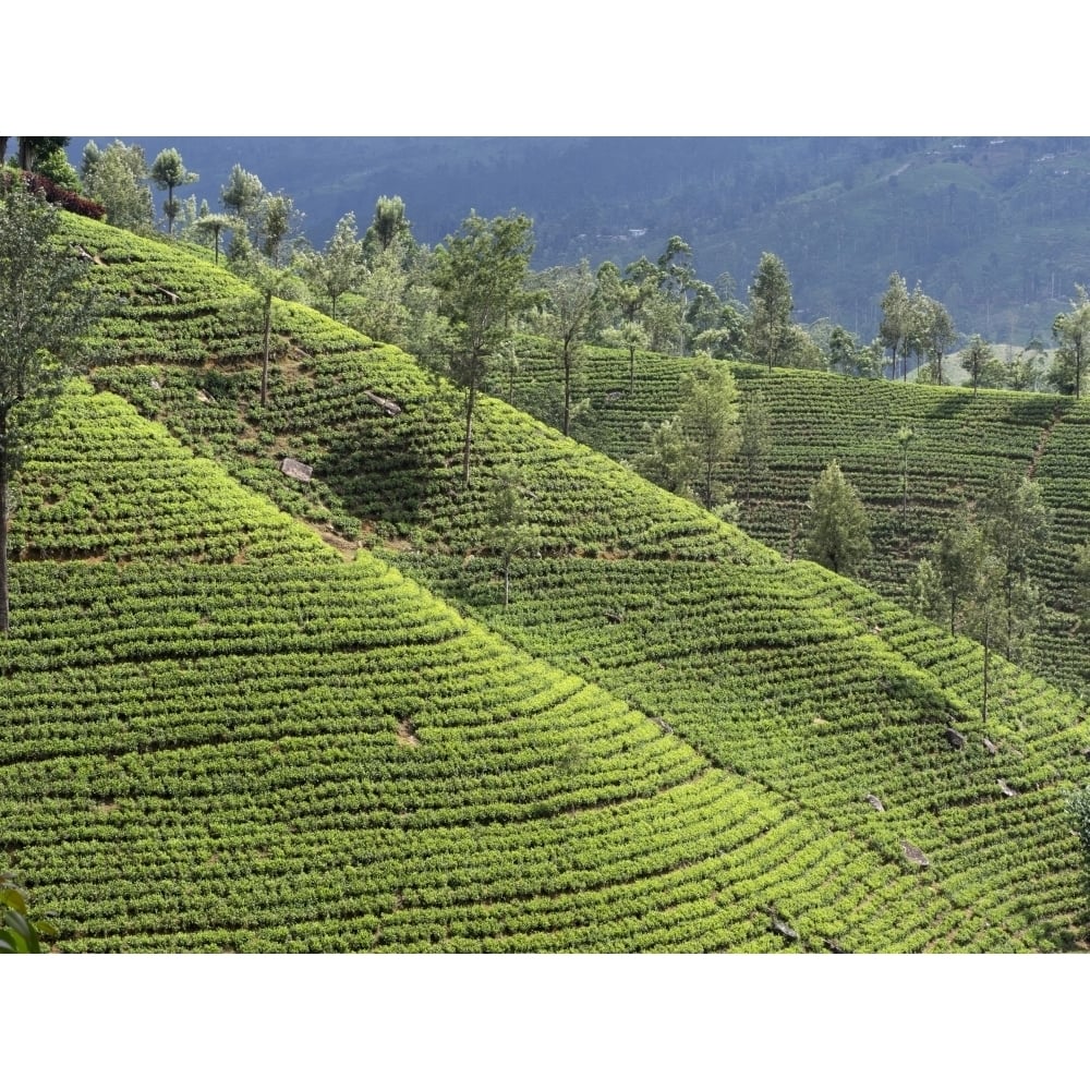 Tea plants on hillside Nuwara Eliya Central Province Sri Lanka Poster Print (9 x 12) Image 1