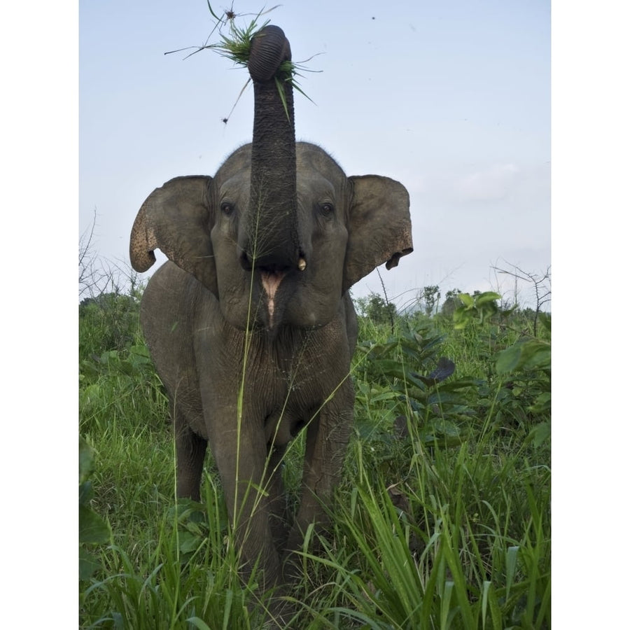 Elephant at Hurulu Eco Park North Central Province Sri Lanka Poster Print (12 x 16) Image 1