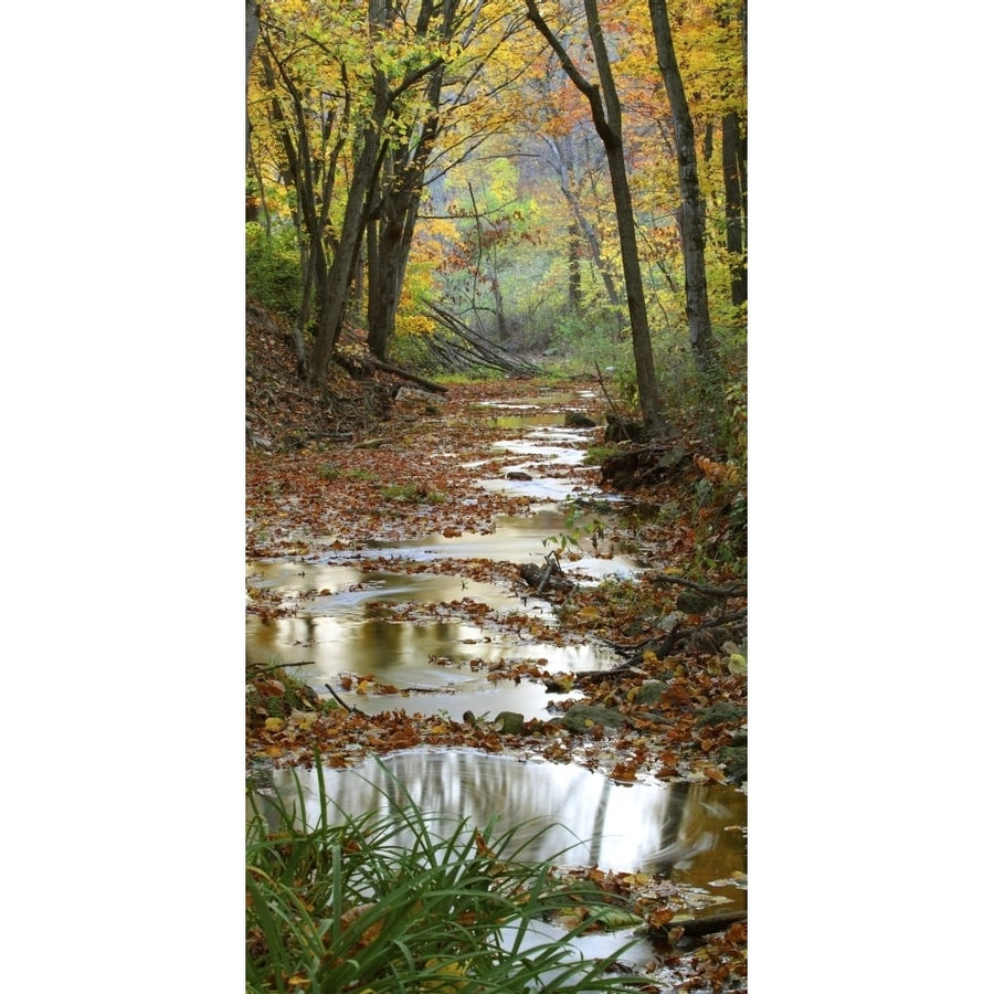 Autumn at Schuster Hollow in Grant County Wisconsin USA Poster Print (12 x 24) Image 1