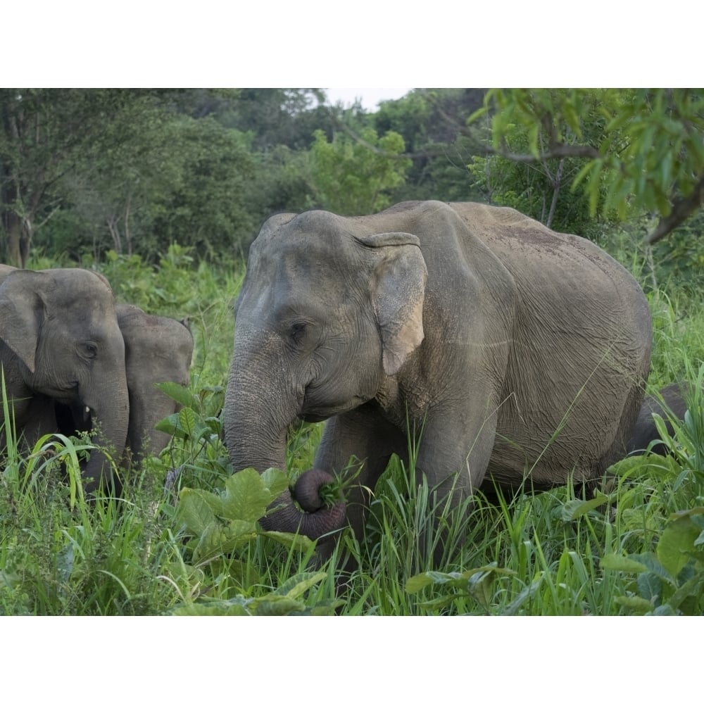 Elephants at Hurulu Eco Park North Central Province Sri Lanka Poster Print (9 x 12) Image 1