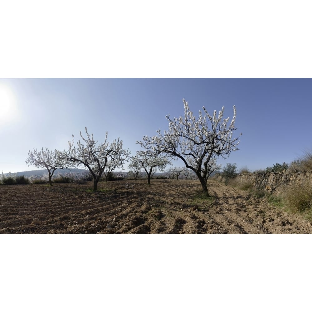 Field of blooming almond trees near the town of Vinaros Province of Castellon Spain Poster Print (12 x 36) Image 1