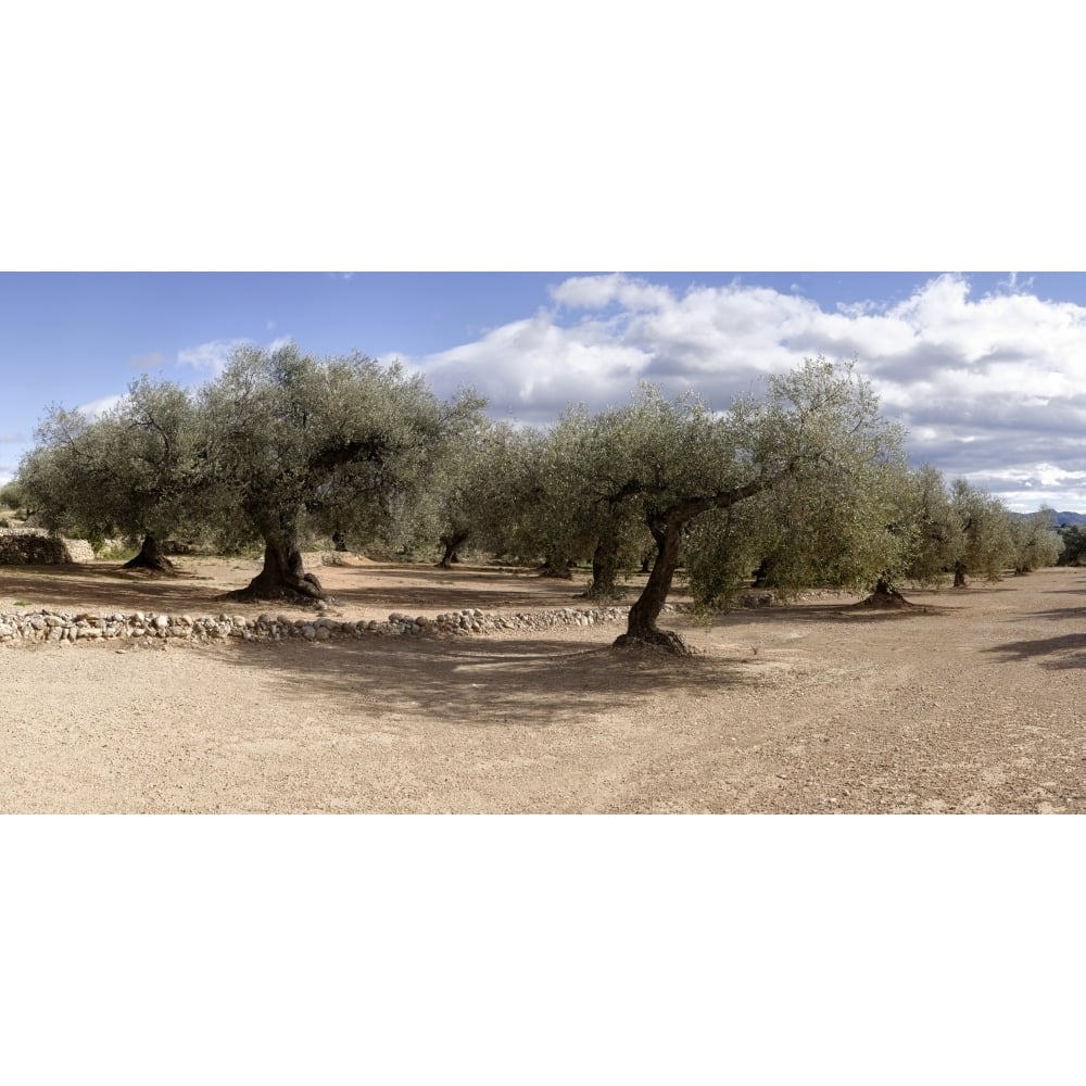 Olive grove Vinaros Province of Castellon Spain Poster Print (9 x 27) Image 1