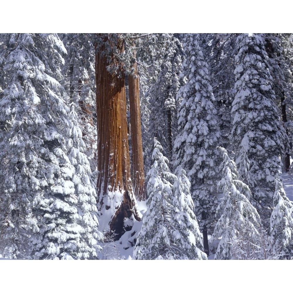 Giant Sequoia trees (Sequoiadendron giganteum) covered in snow in Grant Grove Kings Canyon Natl Park Poster (27 x 9) Image 1