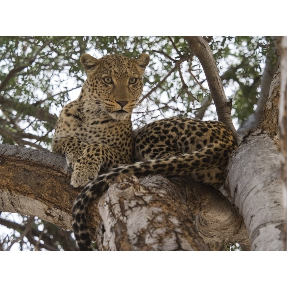 Close-up of a Leopard (Panthera pardus) on a tree Linyanti Concession Ngamiland Botswana Poster Print (12 x 16) Image 1