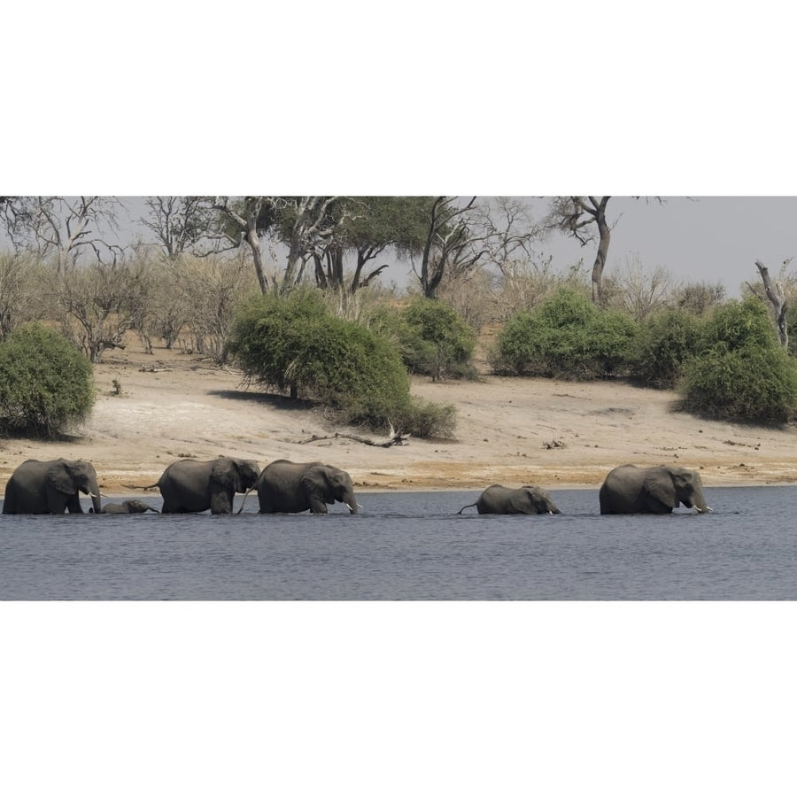 Elephants crossing Chobe River Chobe National Park Kasane Botswana Poster Print (12 x 36) Image 1