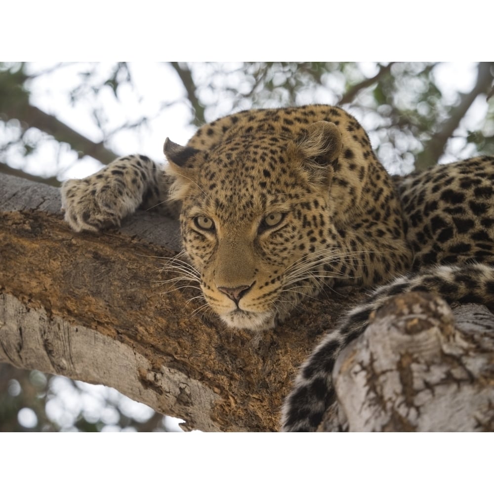 Close-up of a Leopard (Panthera pardus) on a tree Linyanti Concession Ngamiland Botswana Poster Print (9 x 12) Image 1