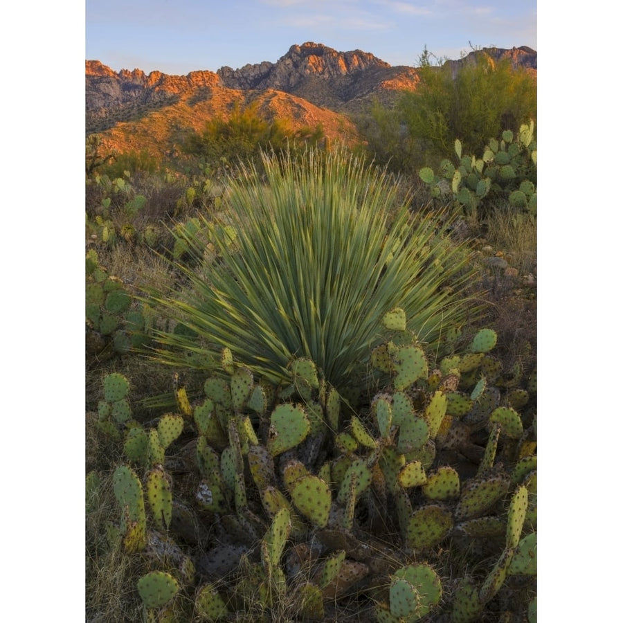 Prickly pear cactus and sotol at sunset Sonoran Desert Arizona USA Poster Print (36 x 12) Image 1