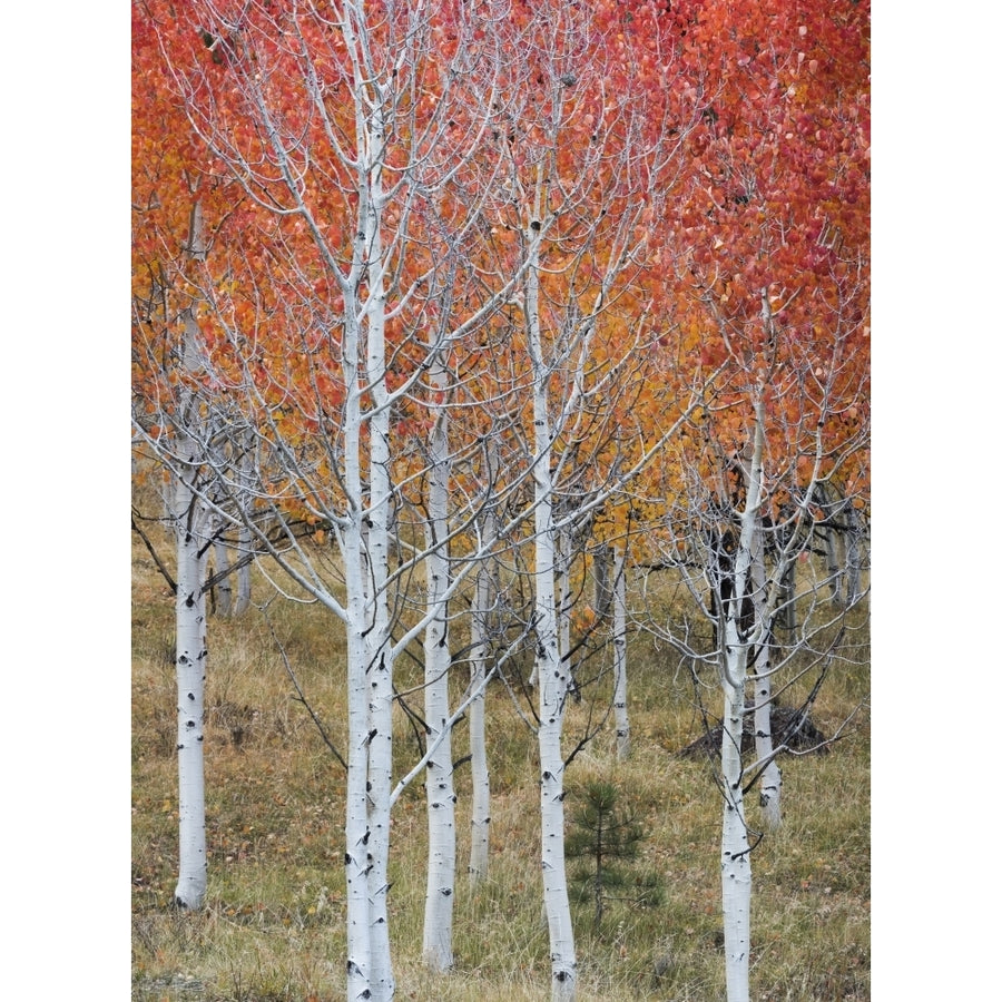 Autumn quaking Aspen trees Boulder Mountain Utah USA Poster Print (24 x 18) Image 1