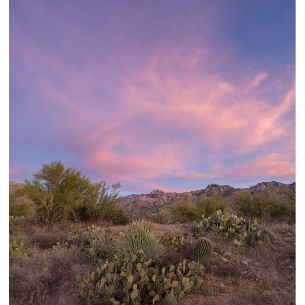 Sonoran desert at sunset Catalina State Park Arizona USA Poster Print (12 x 12) Image 1