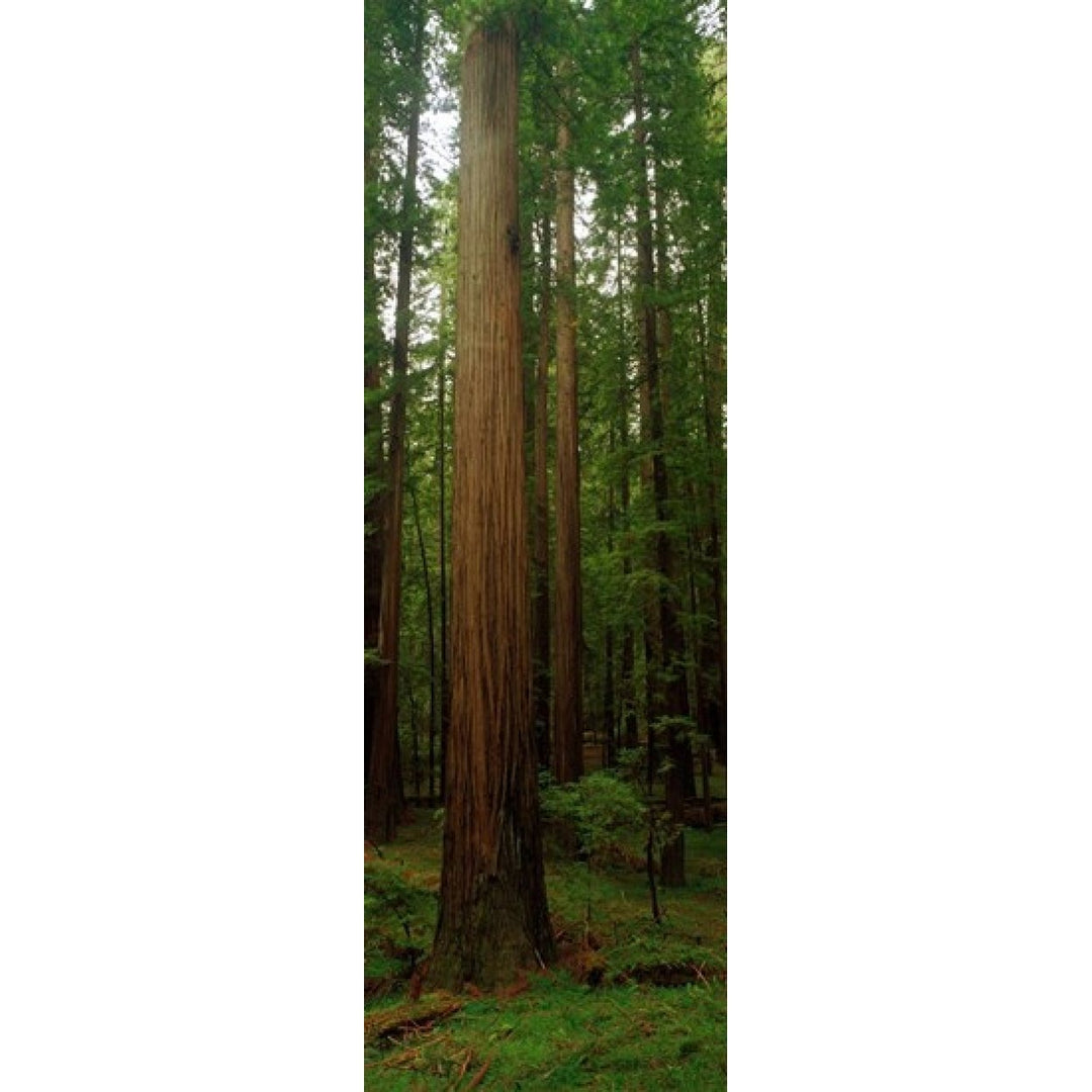 Giant Redwood Trees Ave of the Giants Redwood National Park Northern CA Poster Print (18 x 6) Image 1