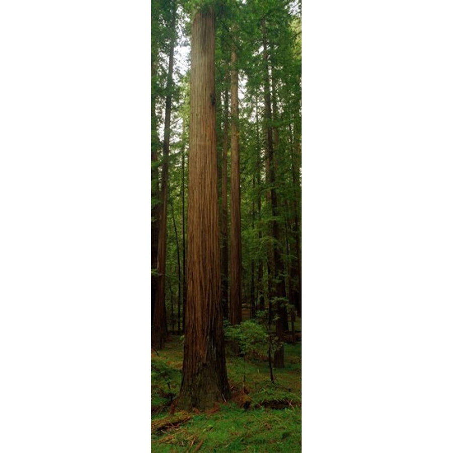 Giant Redwood Trees Ave of the Giants Redwood National Park Northern CA Poster Print (18 x 6) Image 1