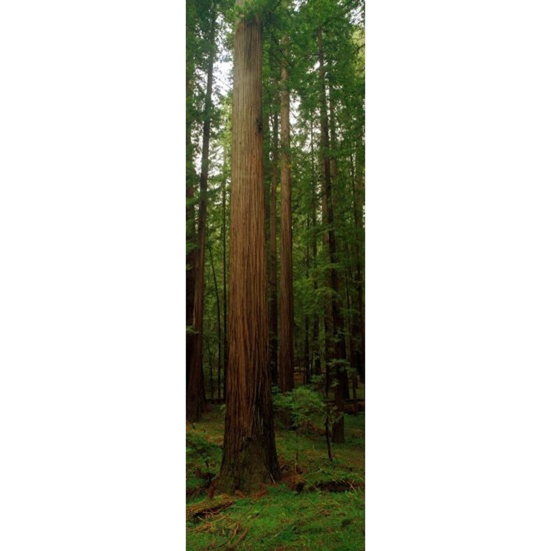 Giant Redwood Trees Ave of the Giants Redwood National Park Northern CA Poster Print (36 x 12) Image 1