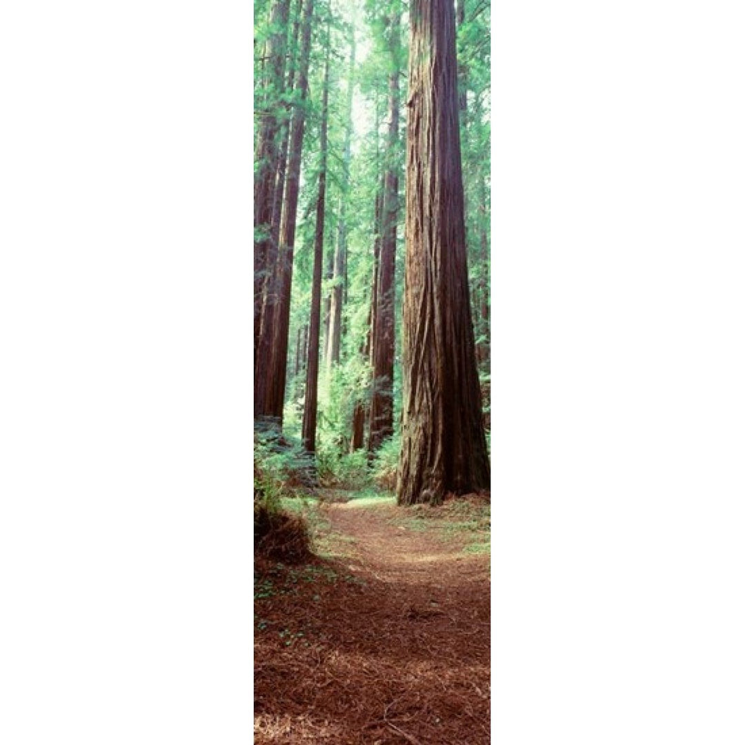 Redwood Trees St Park Humbolt CO Poster Print by Panoramic Images (12 x 38) Image 1