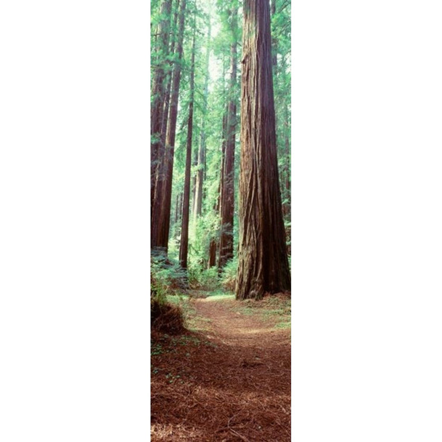 Redwood Trees St Park Humbolt CO Poster Print by Panoramic Images (12 x 38) Image 1