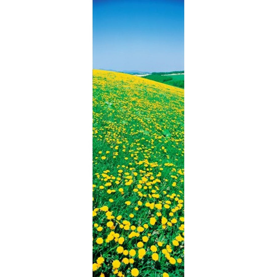 Fields of dandelions Hokkaido Biei-cho Japan Poster Print (36 x 12) Image 1