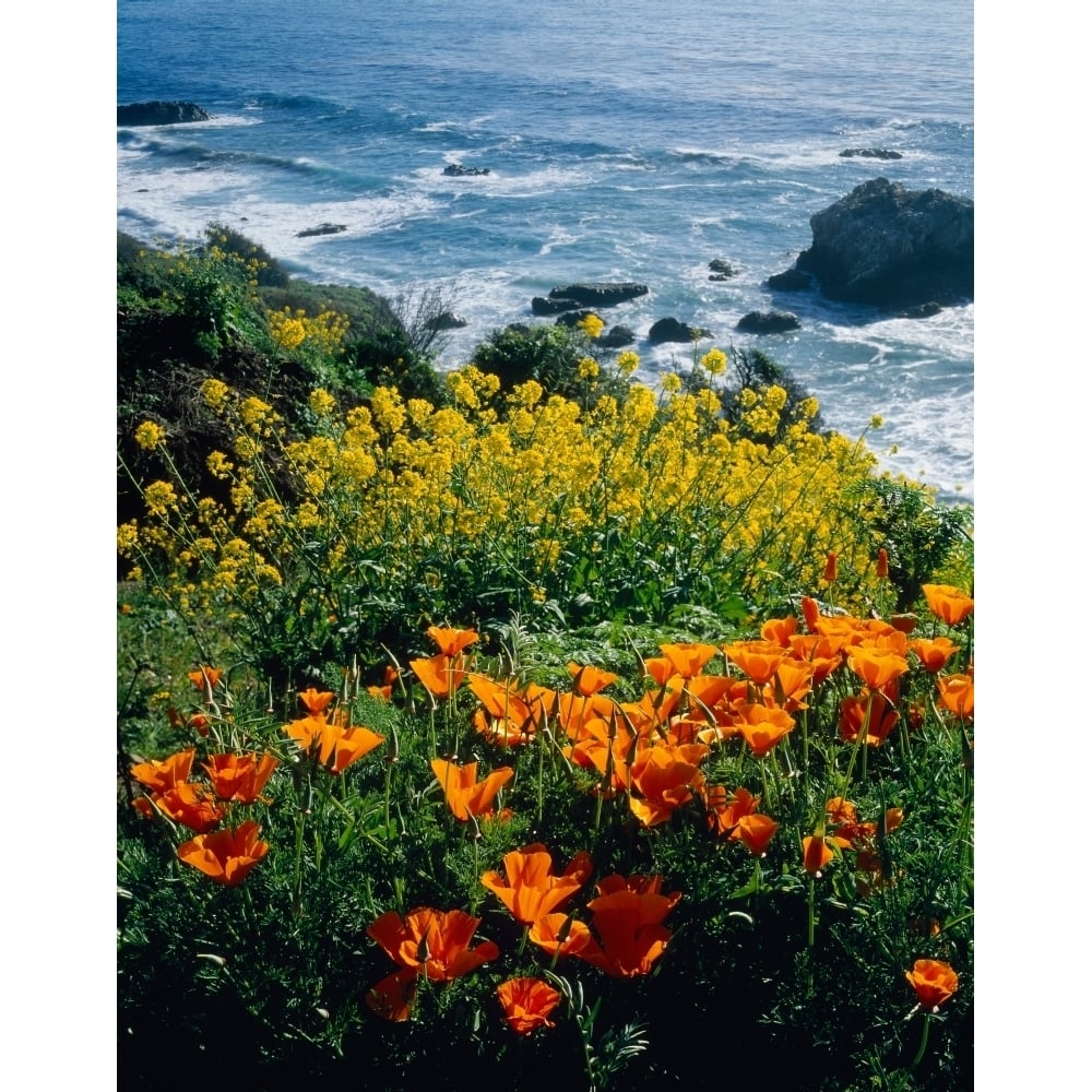 Poppies along Coast CA USA Poster Print (15 x 12) Image 1