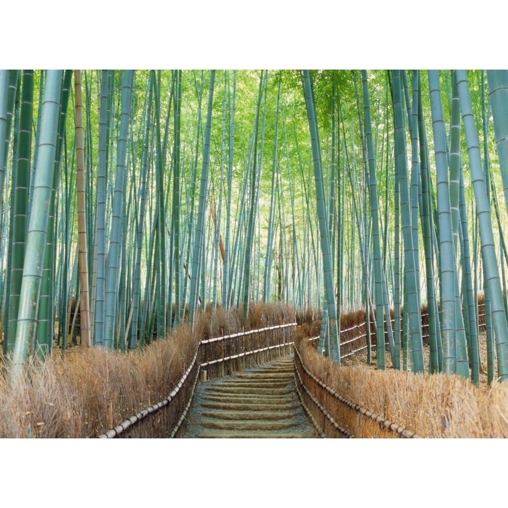 Bamboo forest Kyoto City Kyoto Prefecture Japan Poster Print (27 x 9) Image 1