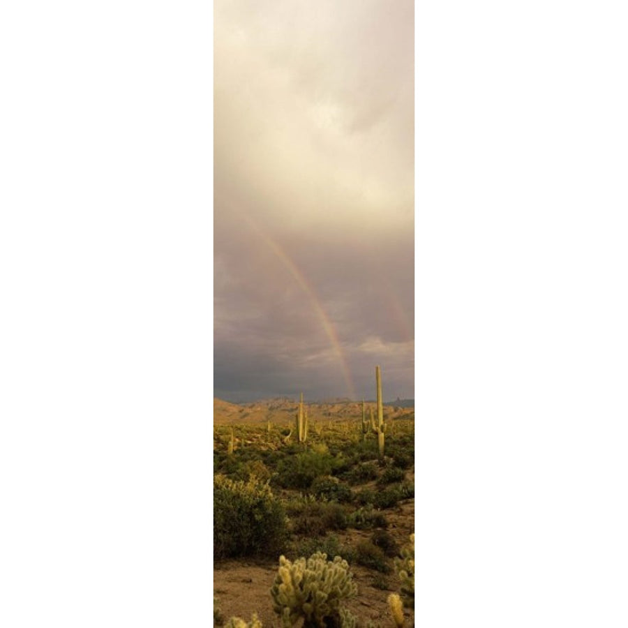 Teddy-Bear Cholla and Saguaro cacti on a landscape Sonoran Desert Phoenix Arizona USA Poster Print (18 x 6) Image 1