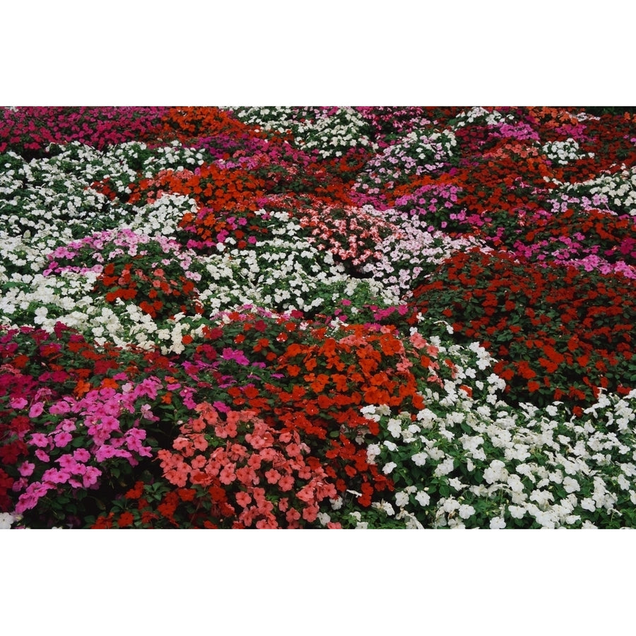 Impatiens Poster Print (36 x 12) Image 1