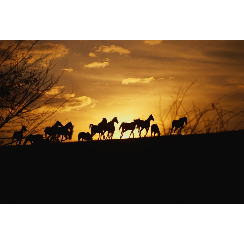 USA Kentucky horses running sunset Poster Print (36 x 12) Image 1