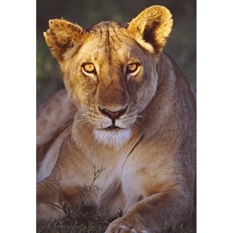 Lioness Tanzania Africa Poster Print by Panoramic Images (17 x 24) Image 1