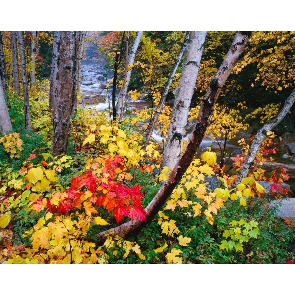 USA Hampshire White Mountains National Forest Poster Print (36 x 29) Image 1