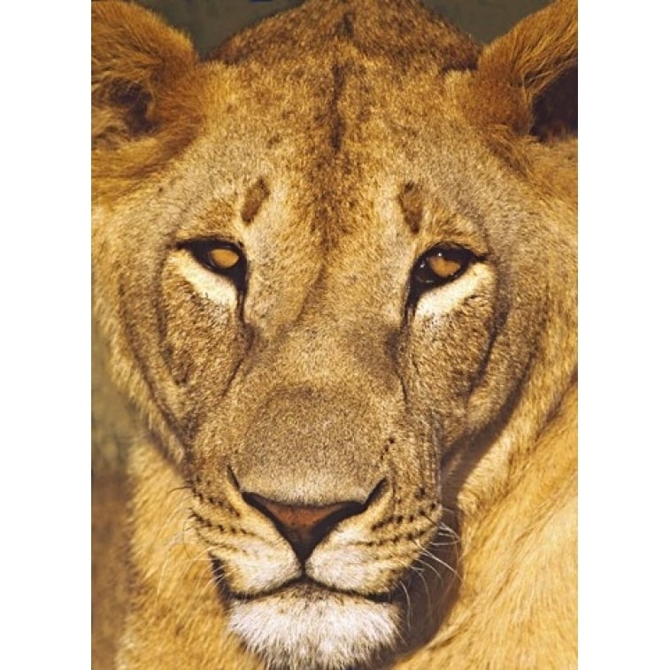 Close-up of a lioness Tanzania Poster Print by Panoramic Images (18 x 24) Image 1