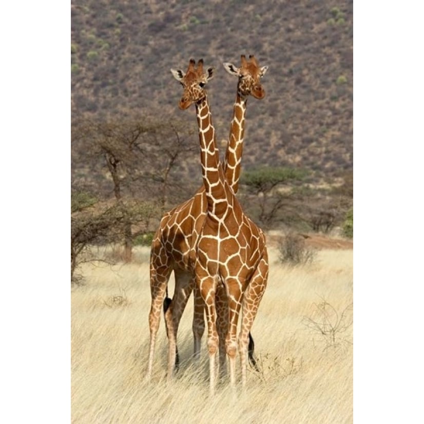 Reticulated Giraffe Poster Print by Panoramic Images (12 x 19) Image 1