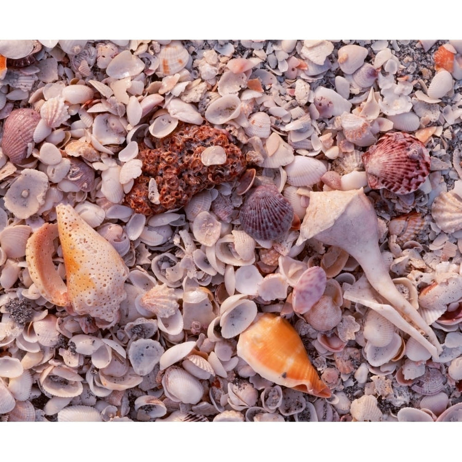 USA Florida Sanibel Island Gulf of Mexico Sea shell on the beach Poster Print (12 x 36) Image 1