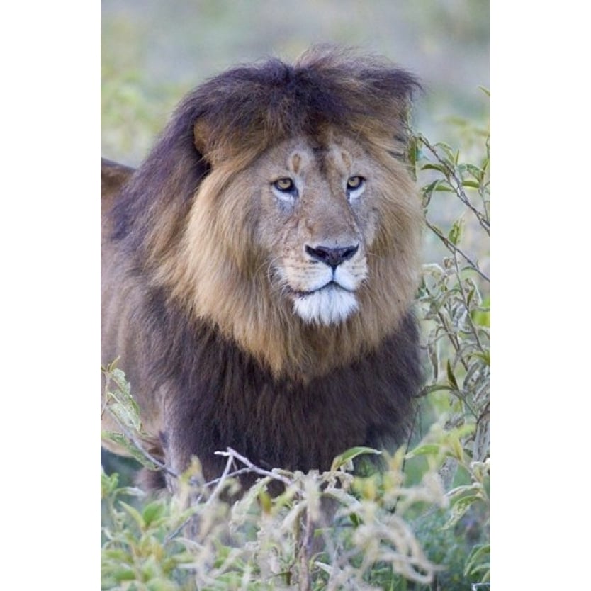 Close-up of a Black maned lion Ngorongoro Crater Ngorongoro Conservation Area Tanzania Print by Panoramic Images Image 1