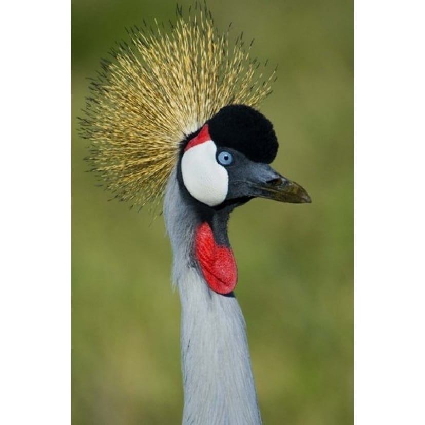 Close-up of a Grey Crowned crane Ngorongoro Conservation Area Arusha Region Tanzania (Balearica regulorum) Print by Image 1