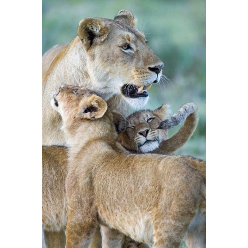 Close-up of a lioness and her two cubs Ngorongoro Crater Ngorongoro Conservation Area Tanzania (Panthera leo) Print Image 1