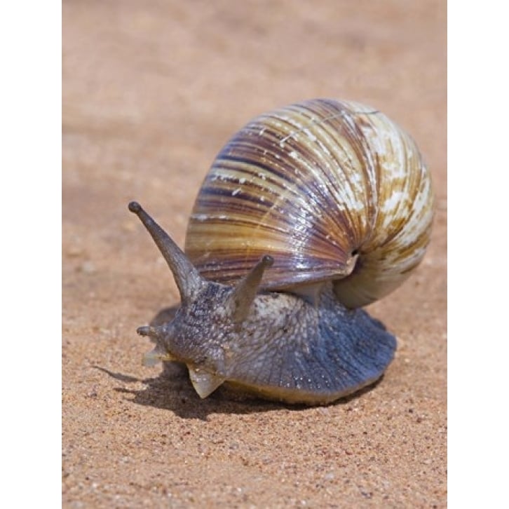 Close-up of a Giant African land snail Tarangire National Park Arusha Region Tanzania (Lissachatina fulica) Print by Image 1