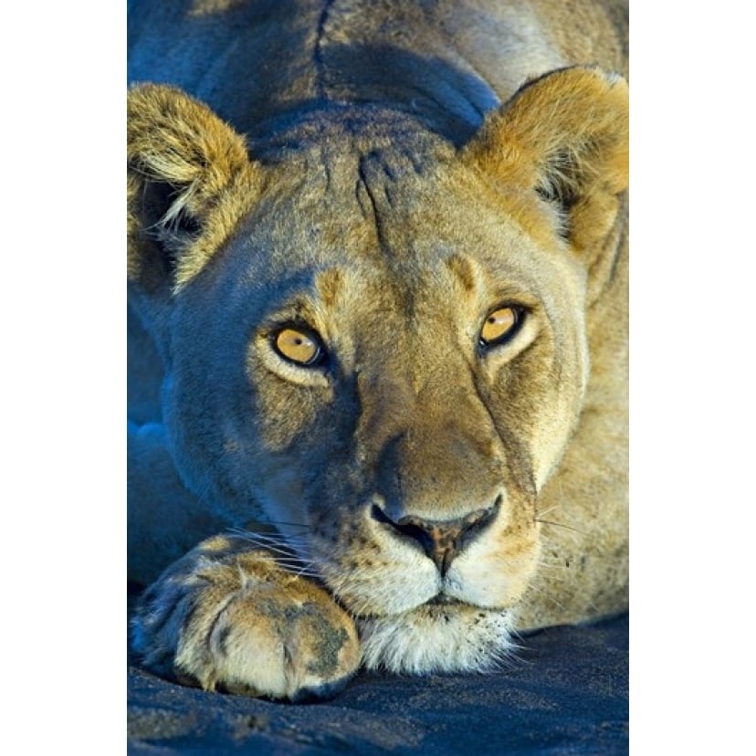 Close-up of a lioness Ngorongoro Conservation Area Arusha Region Tanzania (Panthera leo) Print by Panoramic Images Image 1