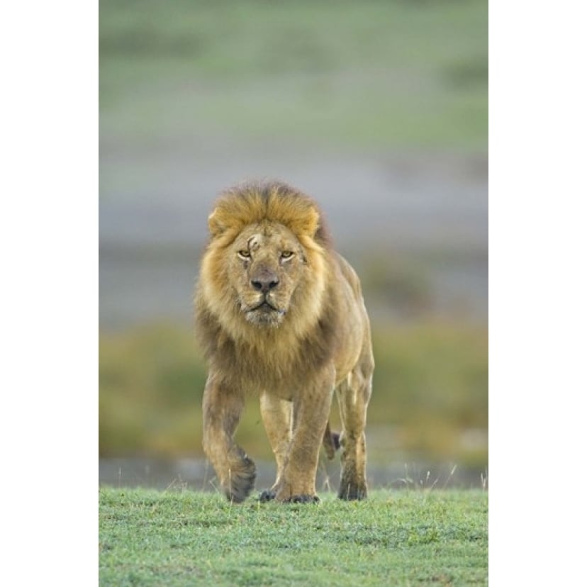 Portrait of a Lion walking in a field Ngorongoro Conservation Area Arusha Region Tanzania (Panthera leo) Print by Image 1