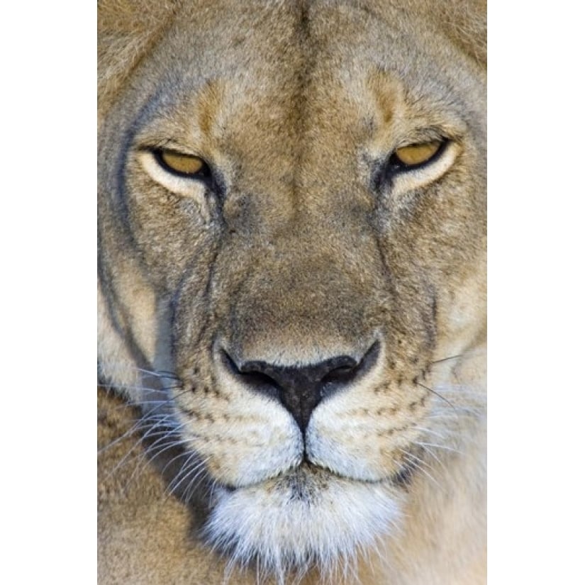 Close-up of a lioness Masai Mara National Reserve Kenya (Panthera leo) Poster Print by Panoramic Images (16 x 24) Image 1