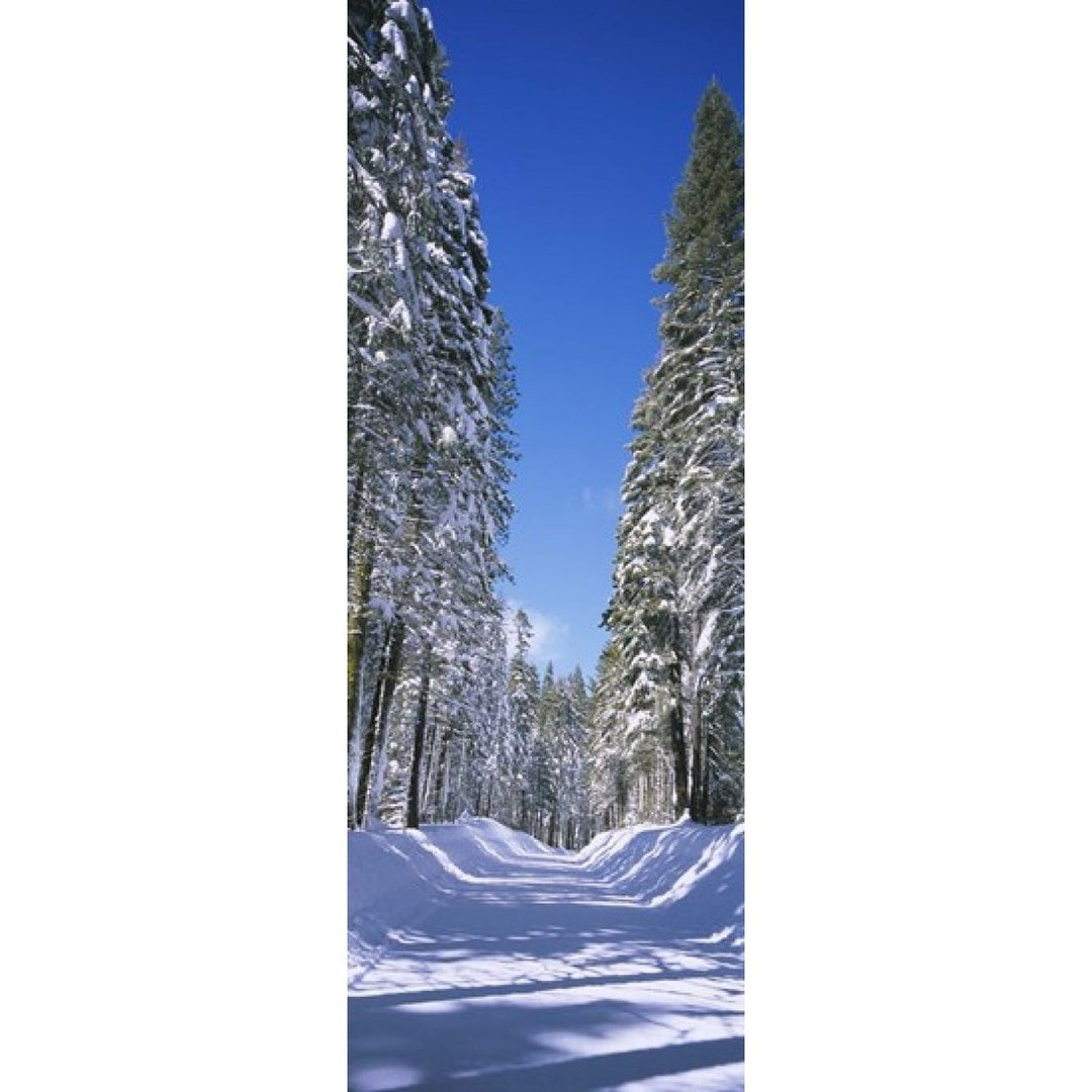 Trees on both sides of a snow covered road Crane Flat Yosemite National Park California USA Poster Print (18 x 7) Image 1