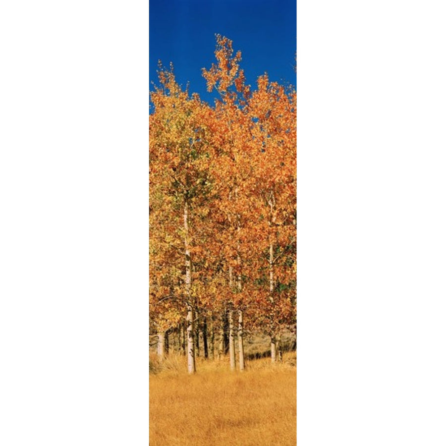 Aspen trees in a forest Lee Vining California USA Poster Print (36 x 12) Image 1