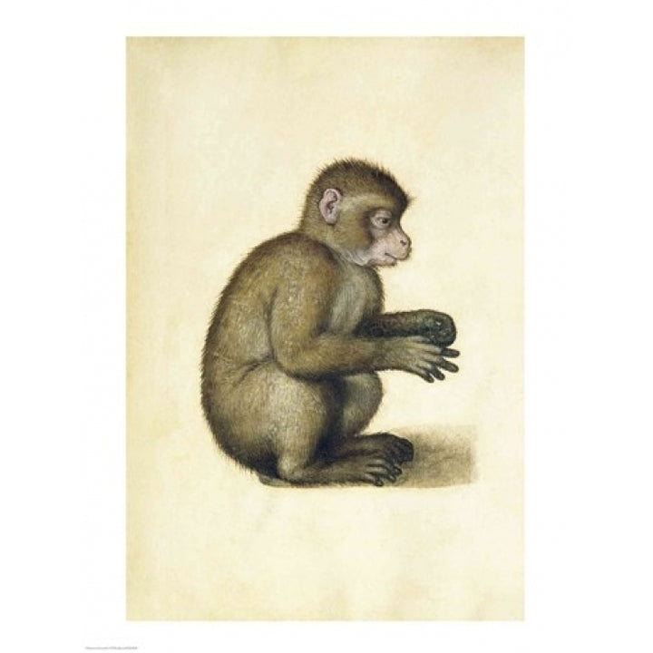 A Monkey Poster Print by Albrecht Durer Image 1