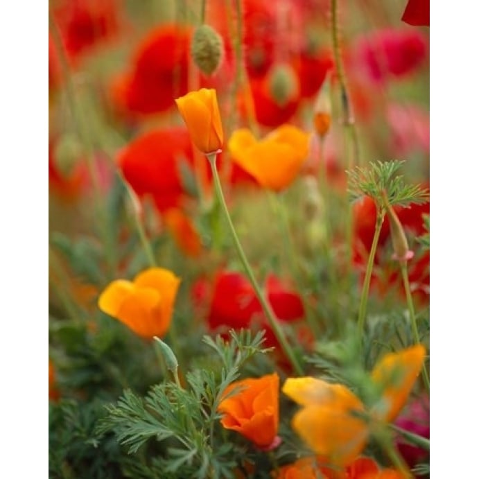 California Golden Poppies and Corn Poppies Washington State Poster Print by Panoramic Images (12 x 16) Image 1