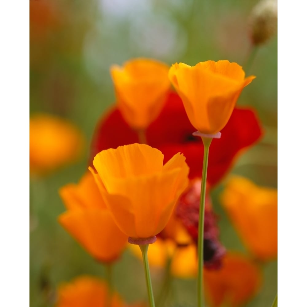 California Golden Poppies Eschscholzia californica and Corn Poppies Papaver rhoeas in a field Fidalgo Island 14 x 11 Image 1