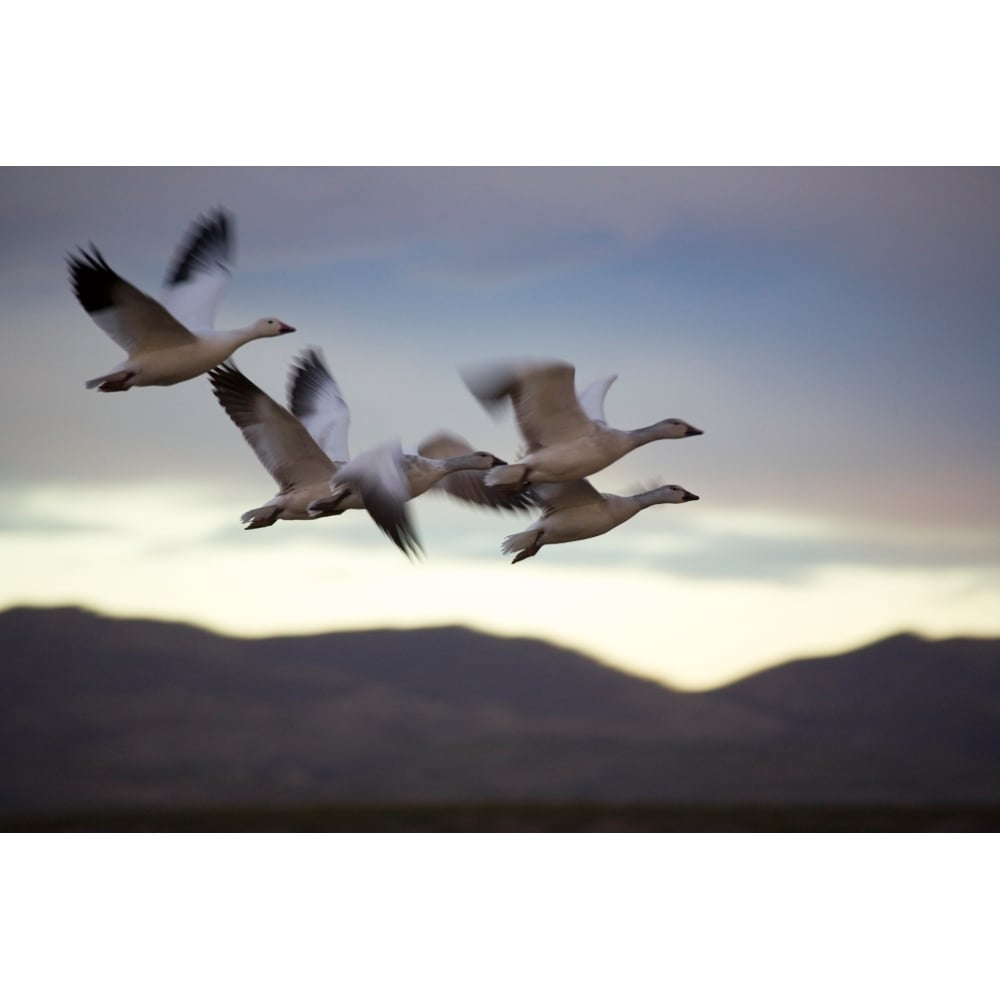 Snow Geese In Flight Poster Print (27 x 9) Image 1