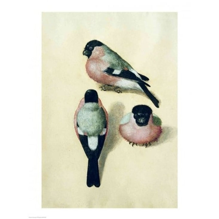 Three studies of a bullfinch Poster Print by Albrecht Durer Image 2