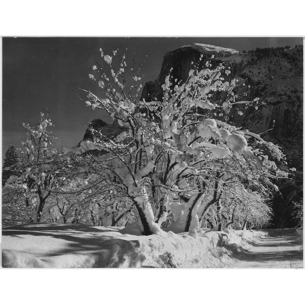 Trees with snow on branches "Half Dome Apple Orchard Yosemite" California. April 1933. 1933 Poster Print by Ansel Adams Image 2