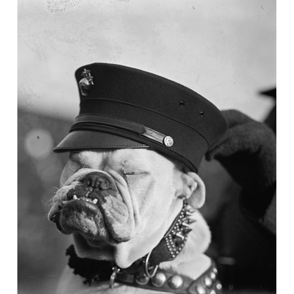 Marine Corps Bulldog in Helmet with Globe and Anchor Poster Print Image 1