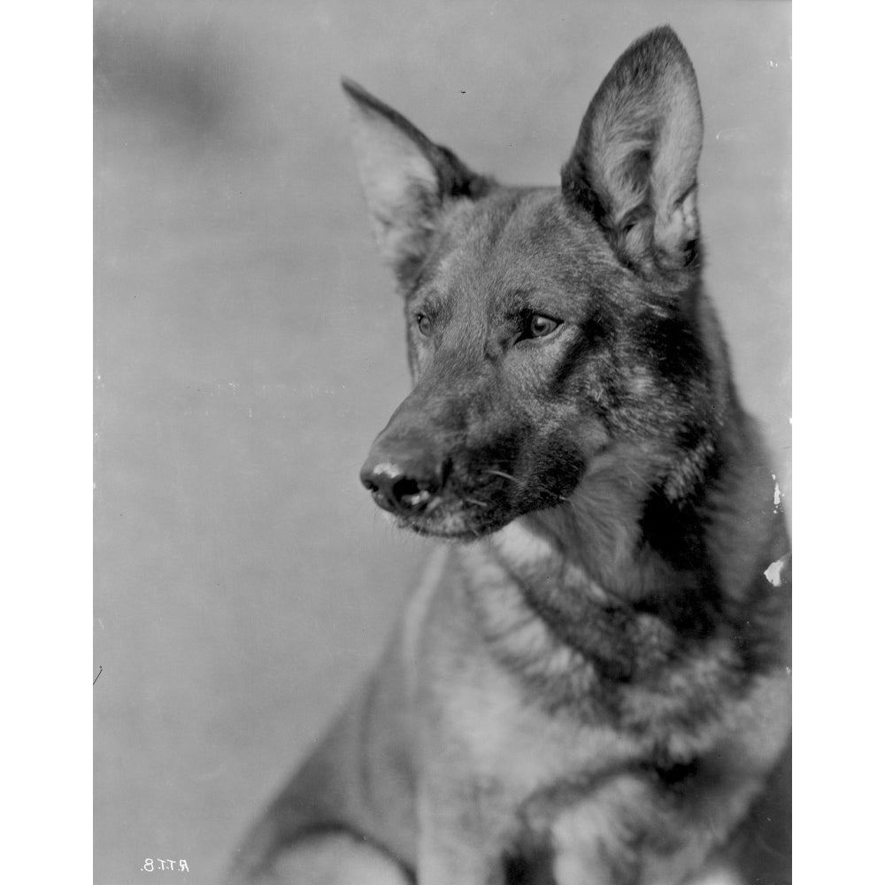 Rin Tin Tin Photo Print Image 1