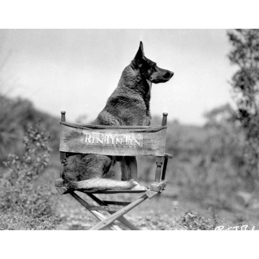 Rin Tin Tin Seated on Chair Photo Print Image 1