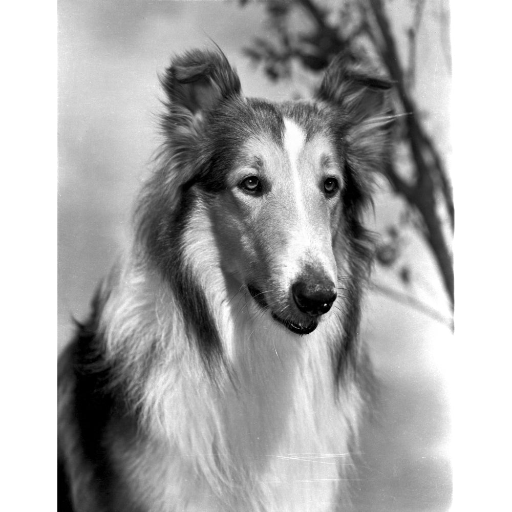 Lassie Portrait Photo Print Image 1